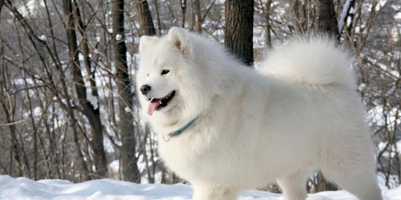 了解萨摩耶犬种标准的重要性｜犬舍培育实用指南(图3)