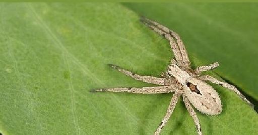 狼蛛宠物饮食全攻略｜科学喂养方法与食物选择指南(图1)