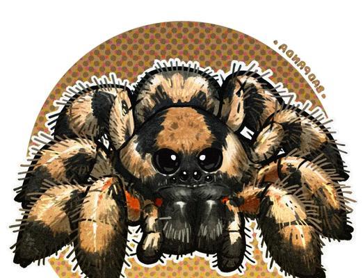 狼蛛宠物饮食全攻略｜科学喂养方法与食物选择指南(图2)