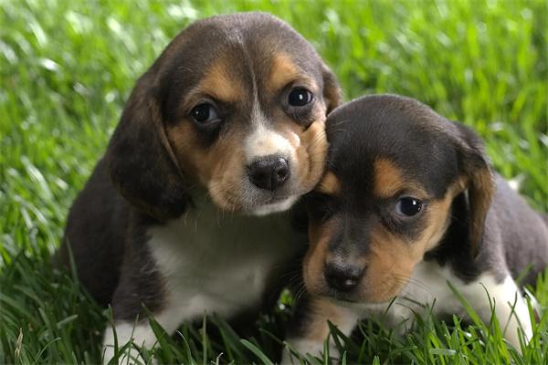 狗狗脚垫开裂原因及护理方法｜实用指南(图1)