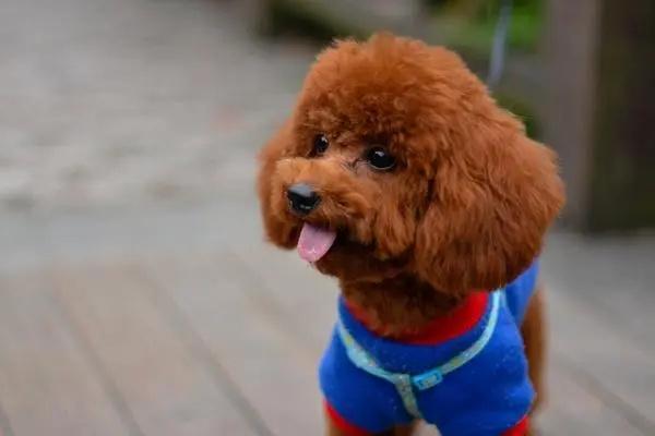 泰迪犬腿瘸原因及处理方法｜宠物骨骼病实用指南(图2)