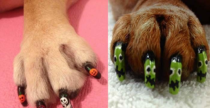 狗指甲开裂的原因及预防方法｜宠物健康关键技巧