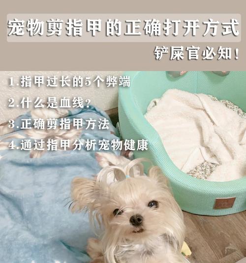 狗指甲开裂的原因及预防方法|宠物健康关键技巧(图3) 狗指甲开裂的原因及预防方法|宠物健康关键技巧(图3)