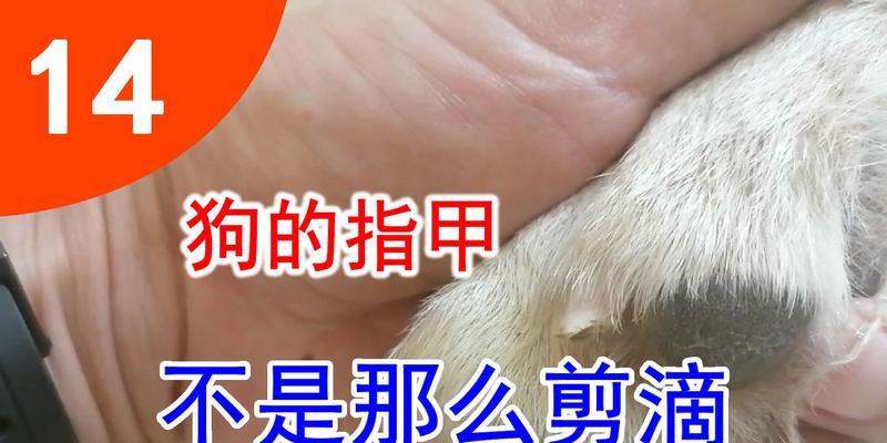 狗指甲开裂的原因及预防方法|宠物健康关键技巧(图2) 狗指甲开裂的原因及预防方法|宠物健康关键技巧(图2)