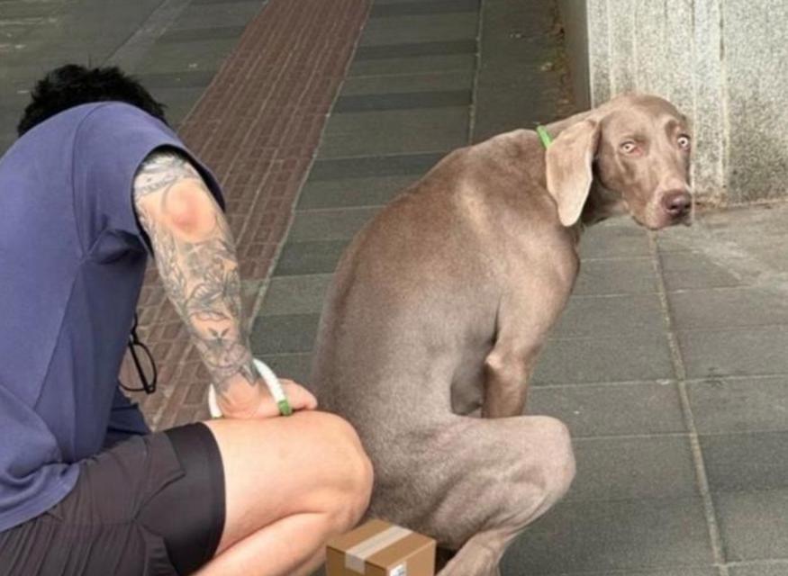 狗狗上厕所前的症状及其意义｜实用指南(图1)