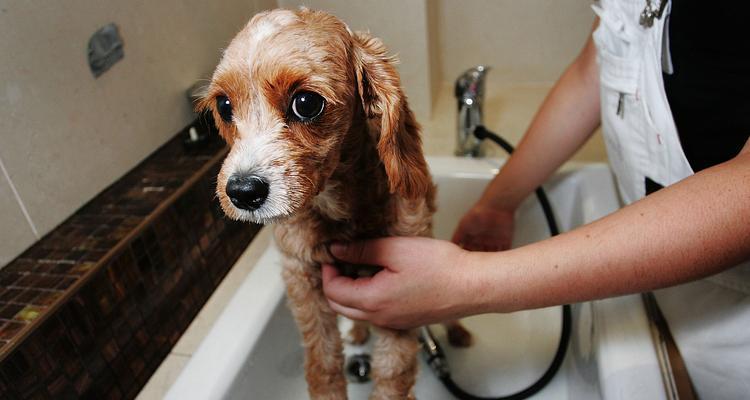 狗狗上厕所前的症状及其意义｜实用指南(图2)