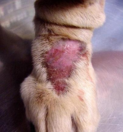 小狗频繁舔爪子的原因及治疗方案｜养宠实用指南(图3)