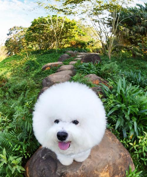 狗狗上厕所前的症状及其意义｜实用指南(图3)