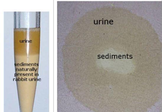 兔子小便颜色与健康状况｜宠物兔养护实用指南(图2)