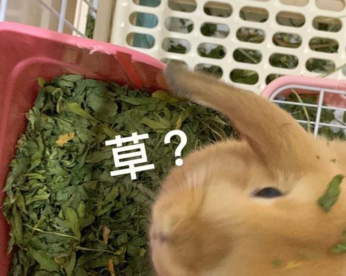 兔子小便颜色与健康状况｜宠物兔养护实用指南