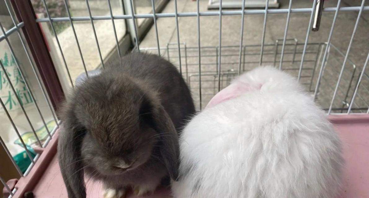 兔子小便颜色与健康状况｜宠物兔养护实用指南(图3)