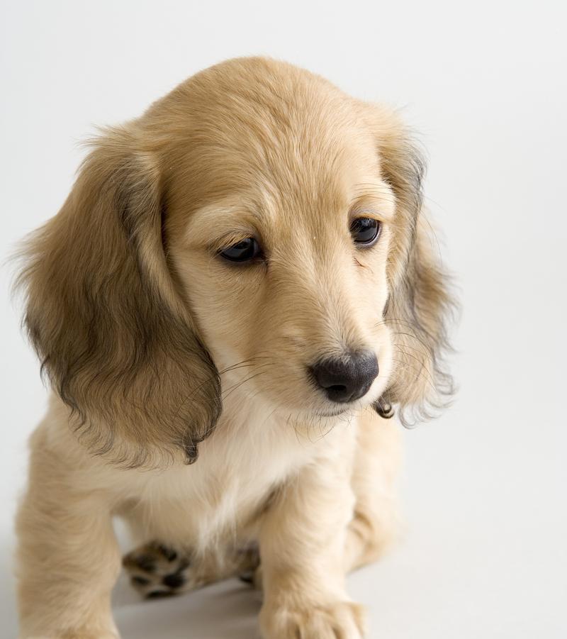 狗狗生长发育用药全攻略｜科学促进健康成长(图3)