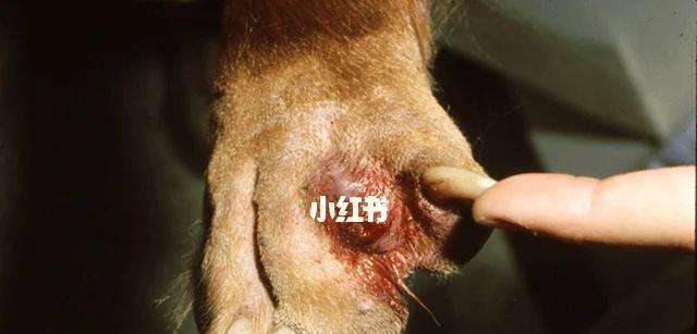 小狗频繁舔爪子的原因及治疗方案｜养宠实用指南