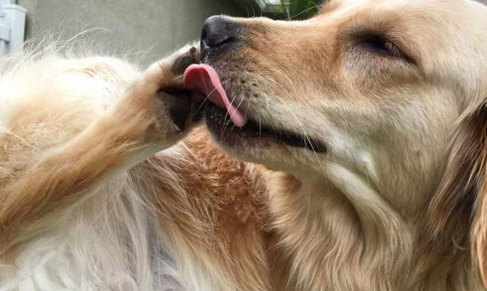 小狗频繁舔爪子的原因及治疗方案｜养宠实用指南(图2)