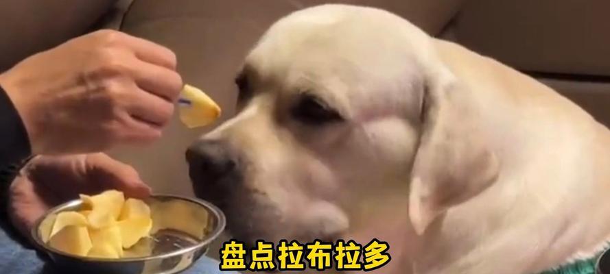 成年狗狗可食用的水果指南|营养丰富又安全(图3) 成年狗狗可食用的水果指南|营养丰富又安全(图3)