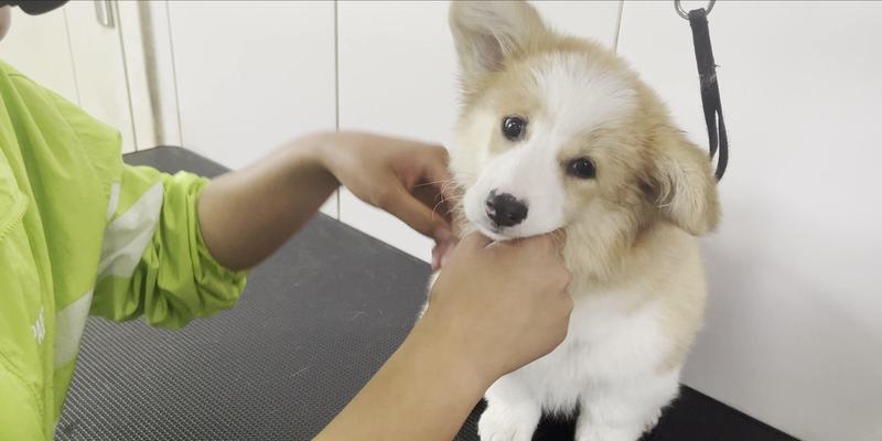 新幼犬带回家的注意事项｜宠物养育实用指南(图3)