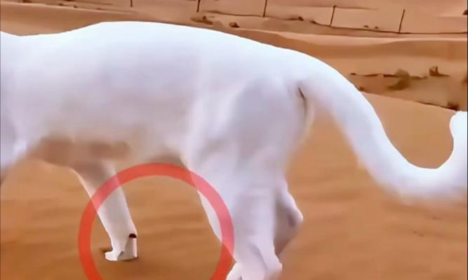 猫咪走路不稳的奥秘｜身体结构与平衡机制全攻略(图3)