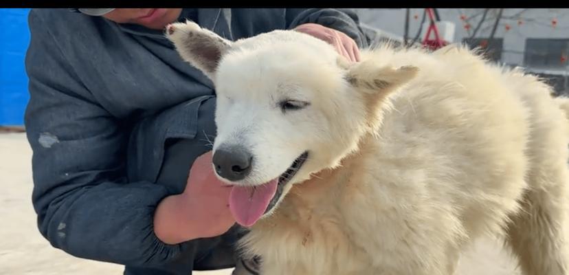 狗狗脖子细的原因全攻略｜揭秘遗传与环境影响(图3)