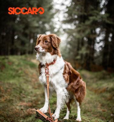 狗狗脖子细的原因全攻略｜揭秘遗传与环境影响(图2)