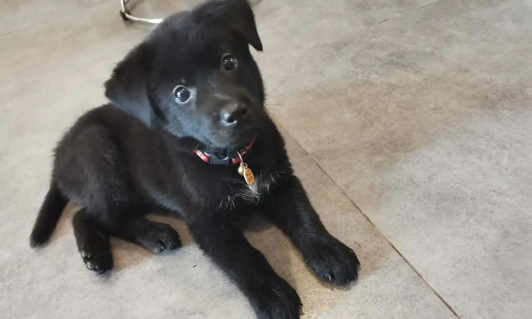 狗狗脖子细的原因全攻略｜揭秘遗传与环境影响