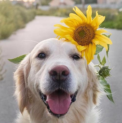 成年狗狗可食用的水果指南|营养丰富又安全(图2) 成年狗狗可食用的水果指南|营养丰富又安全(图2)