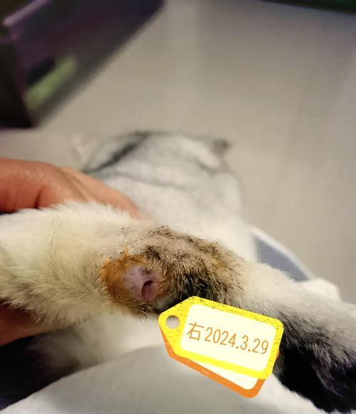 折耳猫配种全攻略｜探索与各品种的配对可能性