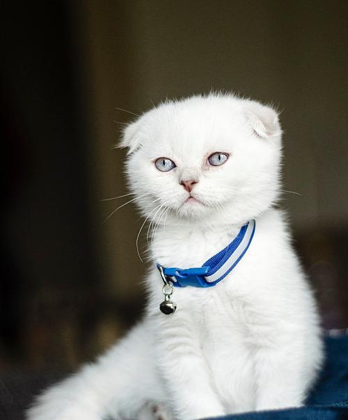 折耳猫配种全攻略|探索与各品种的配对可能性(图3) 折耳猫配种全攻略|探索与各品种的配对可能性(图3)