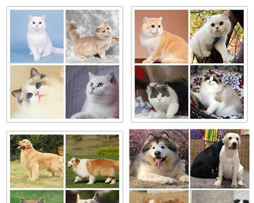 折耳猫配种全攻略|探索与各品种的配对可能性(图2) 折耳猫配种全攻略|探索与各品种的配对可能性(图2)