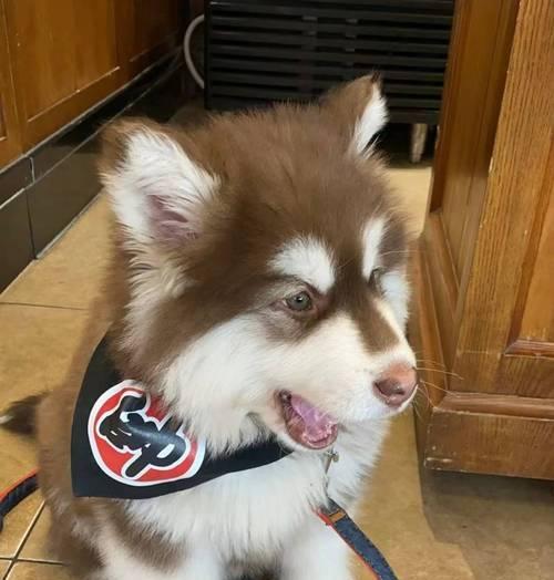 探索阿拉斯加之美｜北国奇观全攻略(图3)