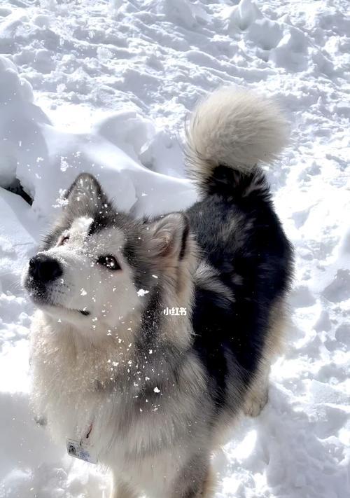 探索阿拉斯加之美｜北国奇观全攻略(图2)