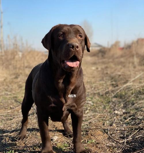 拉布拉多屎色解读｜宠物健康状态评估全攻略(图2)