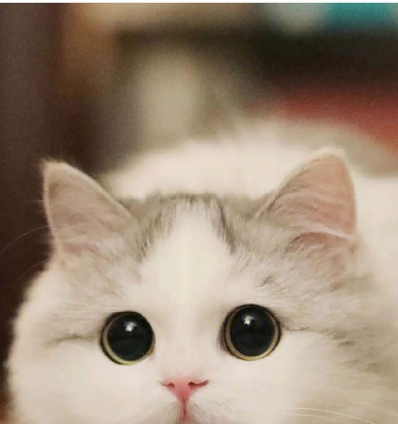 猫咪为何擅长抓老鼠｜捕鼠能力全攻略(图1)