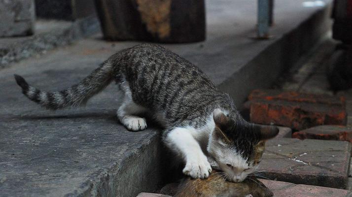 猫咪为何擅长抓老鼠｜捕鼠能力全攻略(图3)