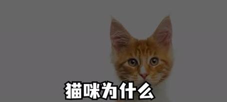 猫咪为何擅长抓老鼠｜捕鼠能力全攻略(图2)