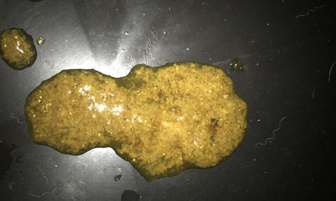 拉布拉多屎色解读｜宠物健康状态评估全攻略(图1)