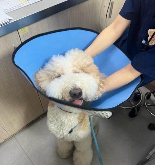 什么狗配种能出巨贵|高端犬种培育实用指南(图2) 什么狗配种能出巨贵|高端犬种培育实用指南(图2)