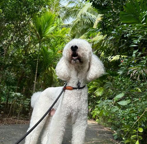 什么狗配种能出巨贵|高端犬种培育实用指南(图3) 什么狗配种能出巨贵|高端犬种培育实用指南(图3)