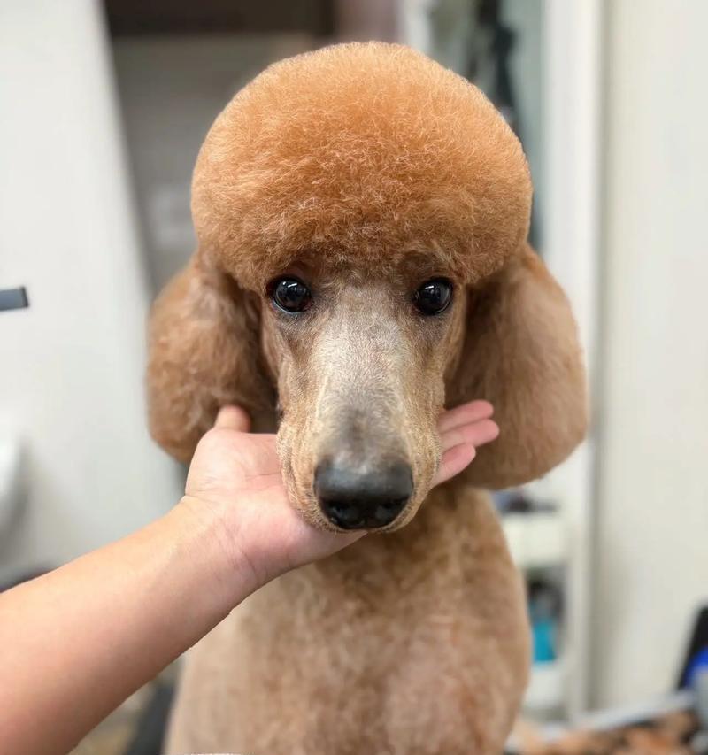什么狗配种能出巨贵｜高端犬种培育实用指南