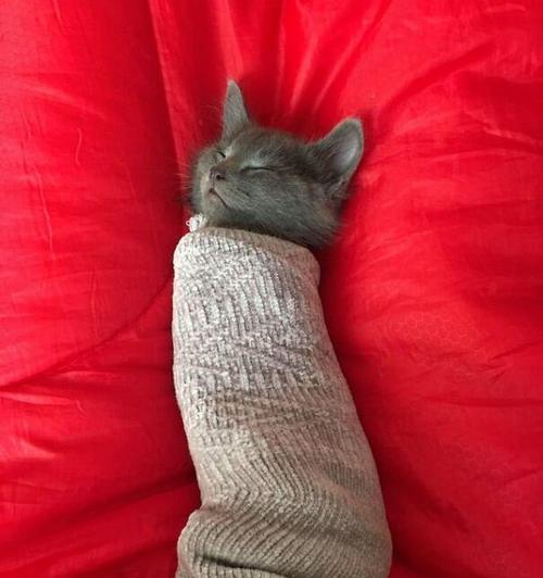 小猫睡床的样子|实用指南揭秘猫咪睡姿与喜好(图2) 小猫睡床的样子|实用指南揭秘猫咪睡姿与喜好(图2)