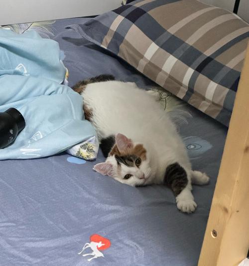 小猫睡床的样子｜实用指南揭秘猫咪睡姿与喜好