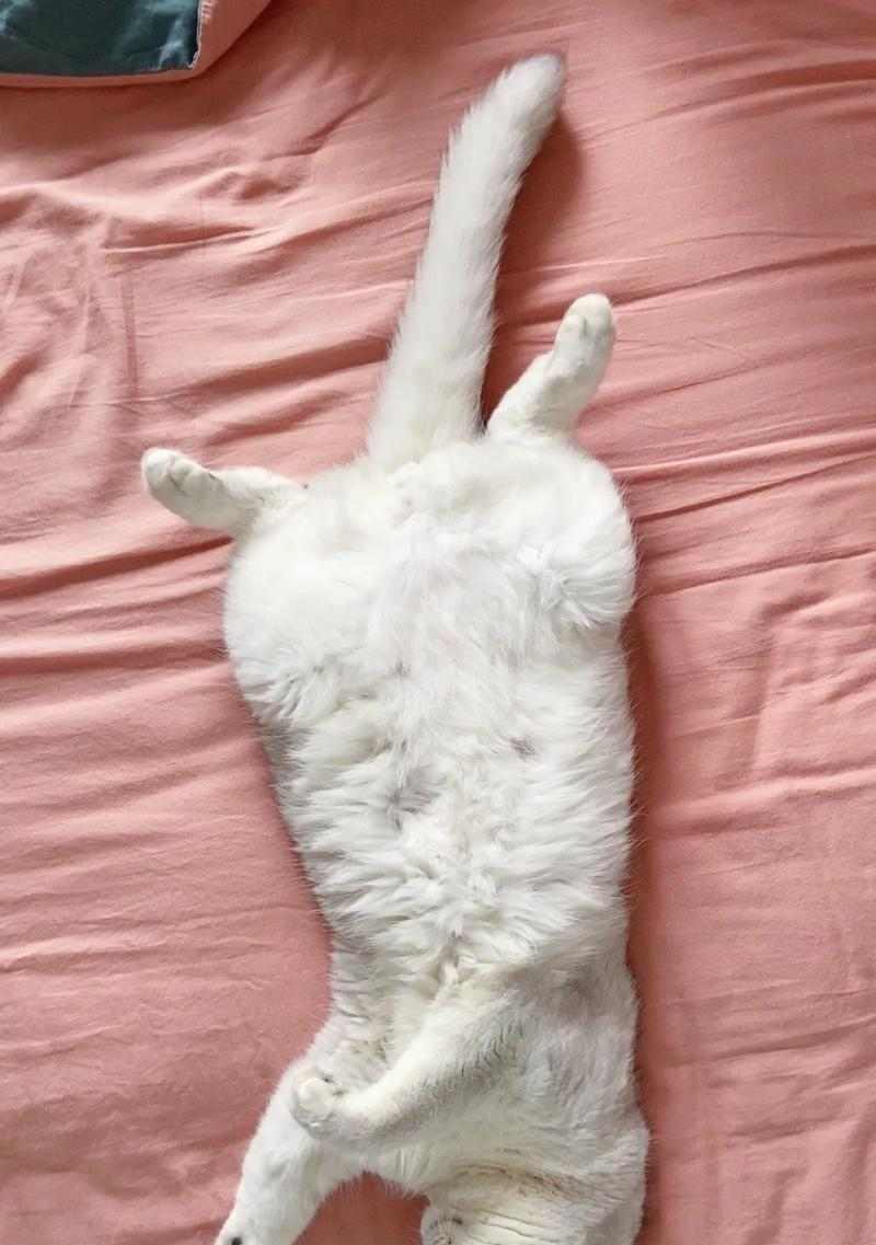 小猫睡床的样子|实用指南揭秘猫咪睡姿与喜好(图3) 小猫睡床的样子|实用指南揭秘猫咪睡姿与喜好(图3)