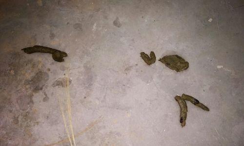 拉布拉多屎色解读｜宠物健康状态评估全攻略(图3)