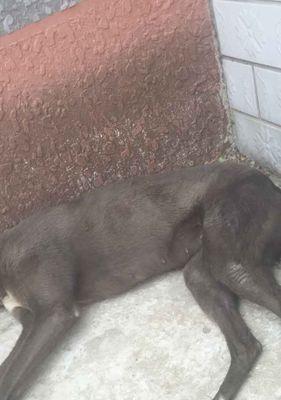 小狗持续呕吐透明液体的原因与应对方法｜实用指南(图1)