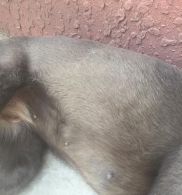 小狗持续呕吐透明液体的原因与应对方法｜实用指南(图3)