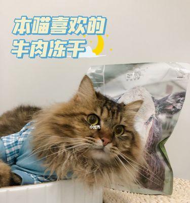 猫吃牛肉补充什么｜猫咪营养需求与牛肉益处全攻略