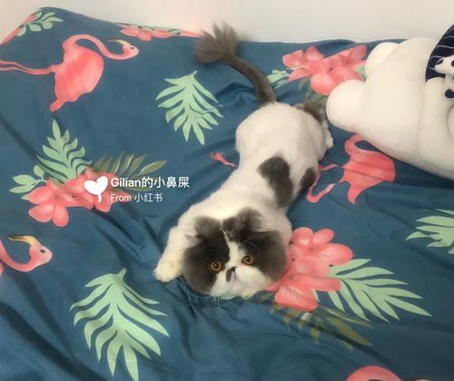 猫吃牛肉补充什么|猫咪营养需求与牛肉益处全攻略(图2) 猫吃牛肉补充什么|猫咪营养需求与牛肉益处全攻略(图2)