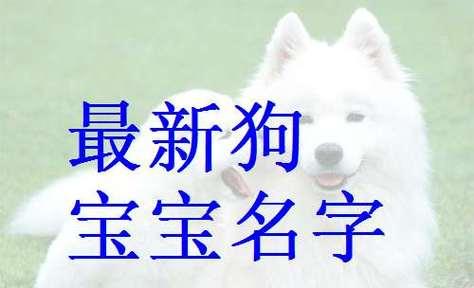 为你的狗取个好名字｜实用指南全攻略