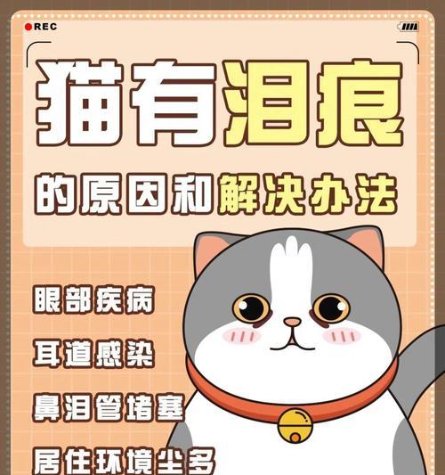 养猫10年值得吗|长期养猫的好处与责任全攻略(图3) 养猫10年值得吗|长期养猫的好处与责任全攻略(图3)