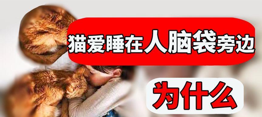 养猫10年值得吗|长期养猫的好处与责任全攻略(图2) 养猫10年值得吗|长期养猫的好处与责任全攻略(图2)