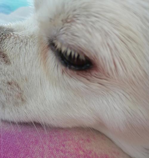 狗狗结膜炎全攻略｜症状、治疗与预防指南(图1)